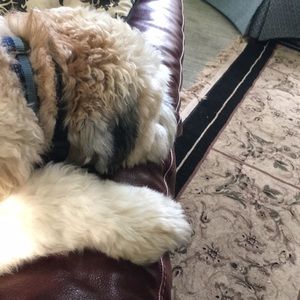 Meet your Posher, David